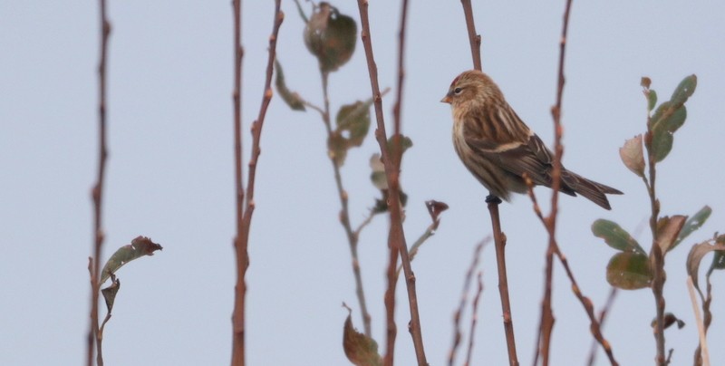 Redpoll - ML645441027