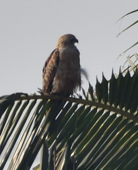 orlík krátkoprstý - ML645441028