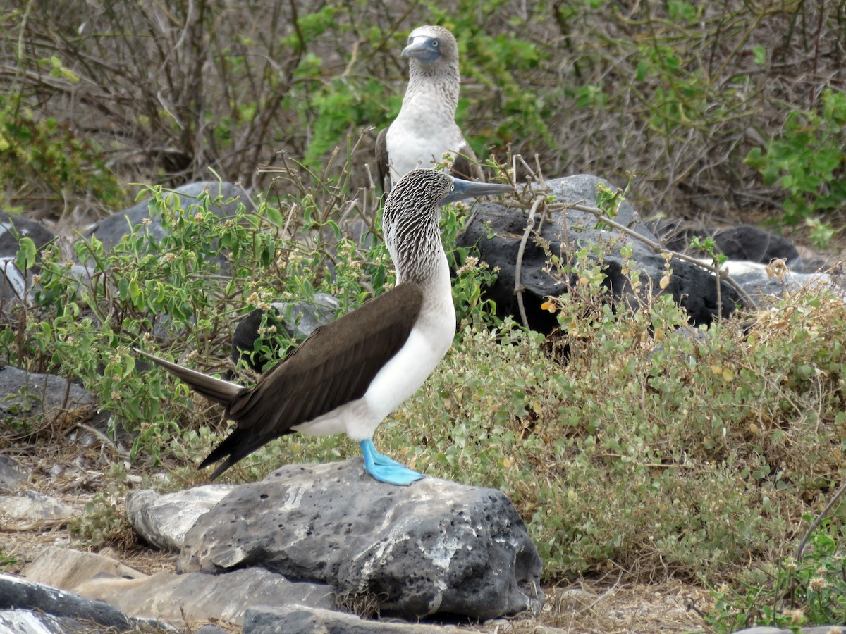 Blue-footed Booby - ML645441038