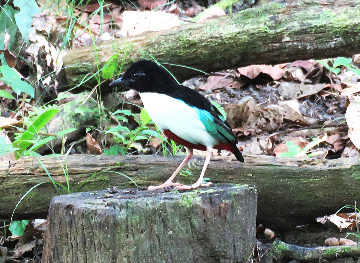 Ivory-breasted Pitta (Ivory-breasted) - ML645441043