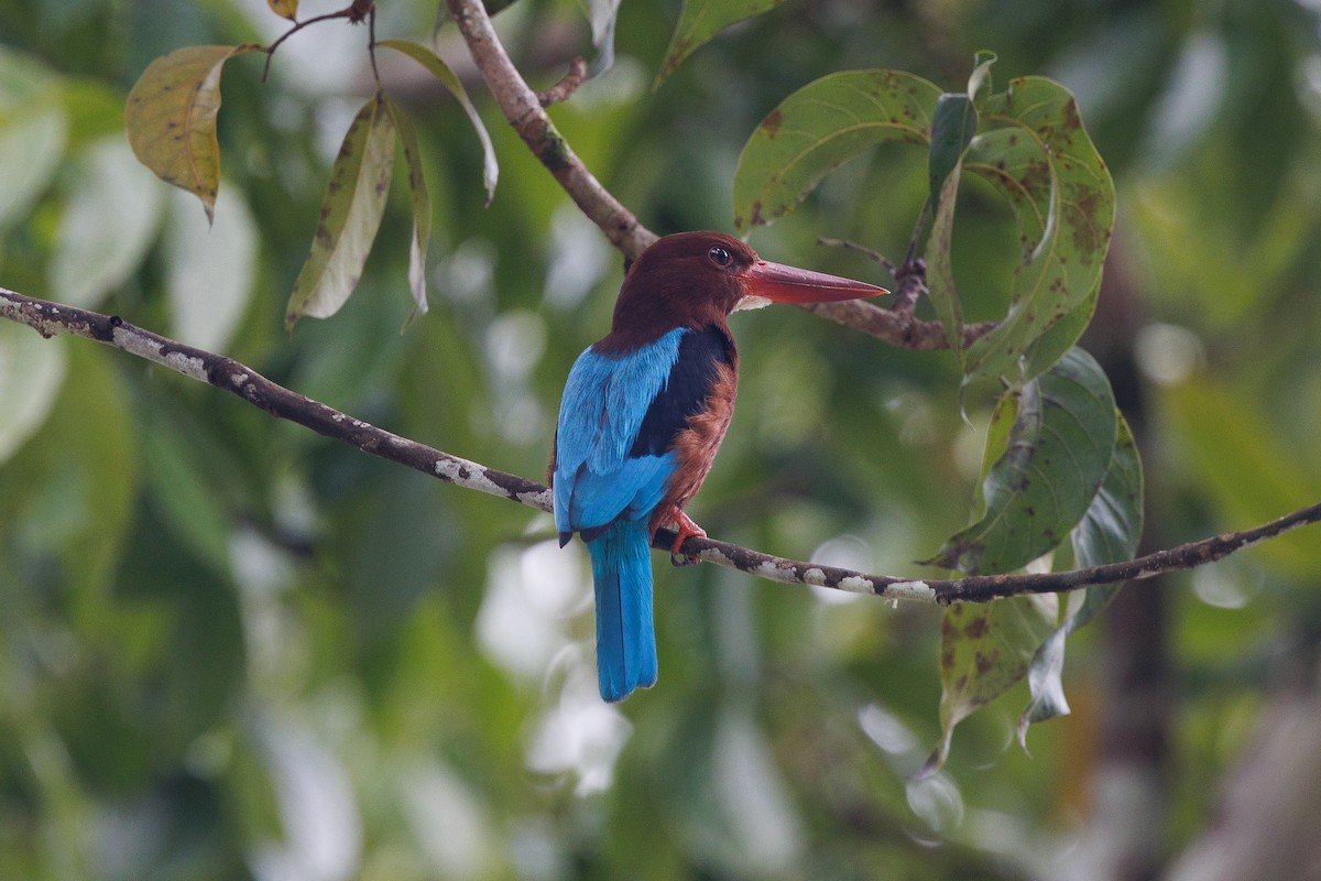 Brown-breasted Kingfisher - ML645441053
