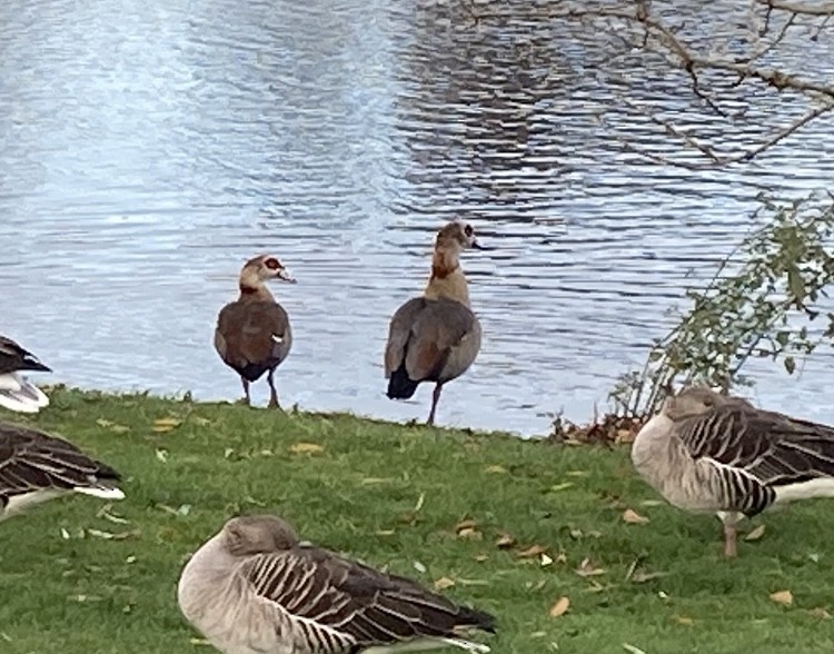 Egyptian Goose - ML645441060