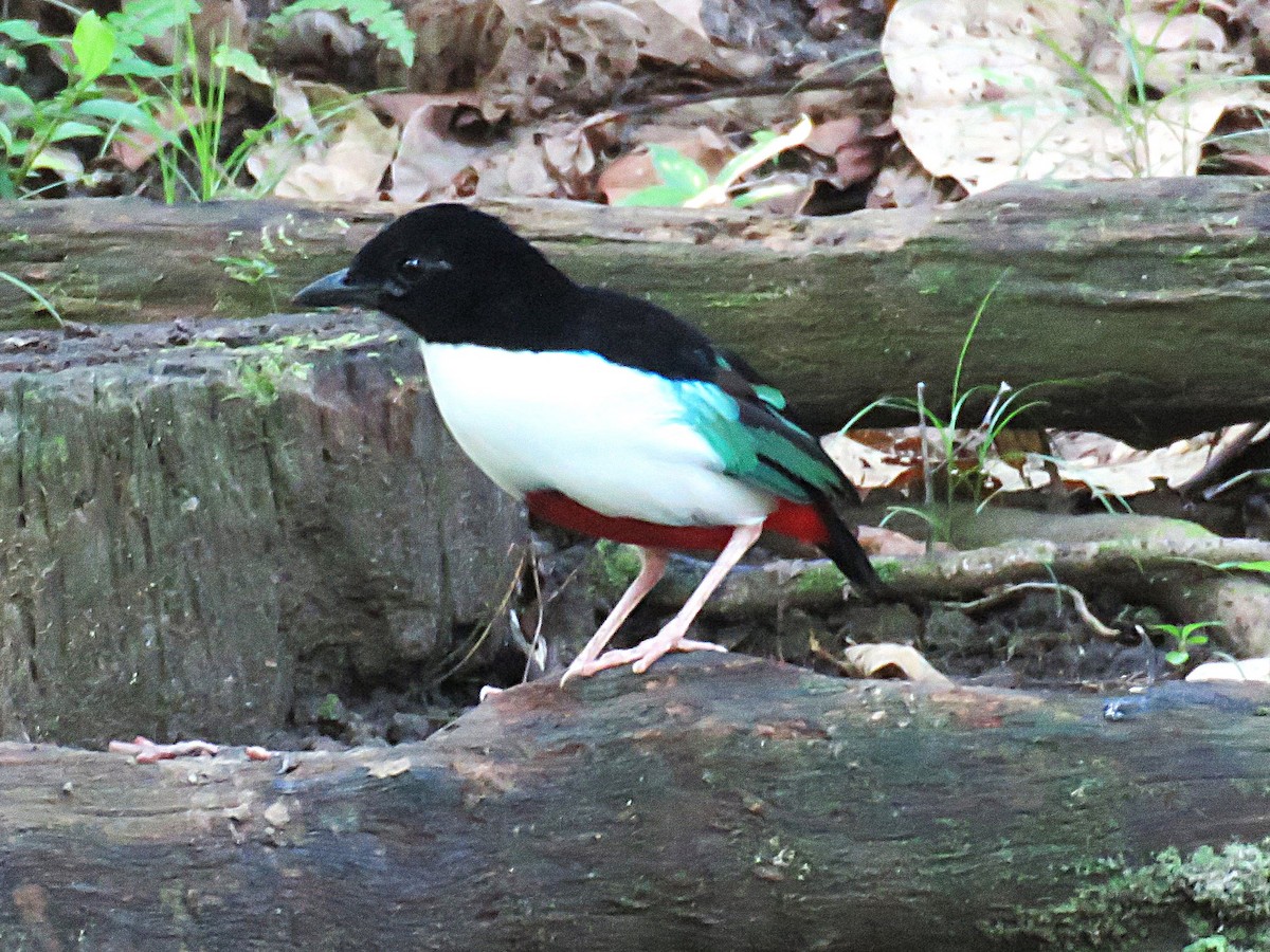 Ivory-breasted Pitta (Ivory-breasted) - ML645441061