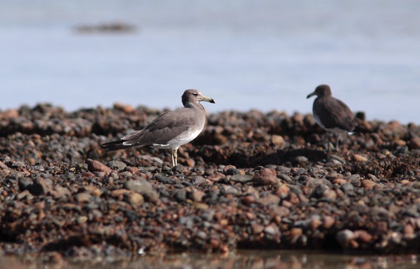 Sooty Gull - ML645441070