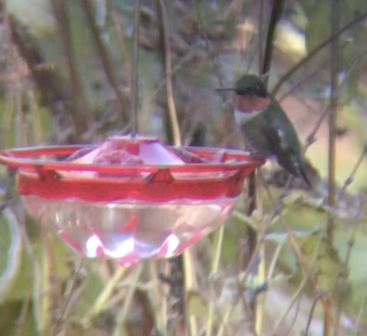 Ruby-throated Hummingbird - ML645441071