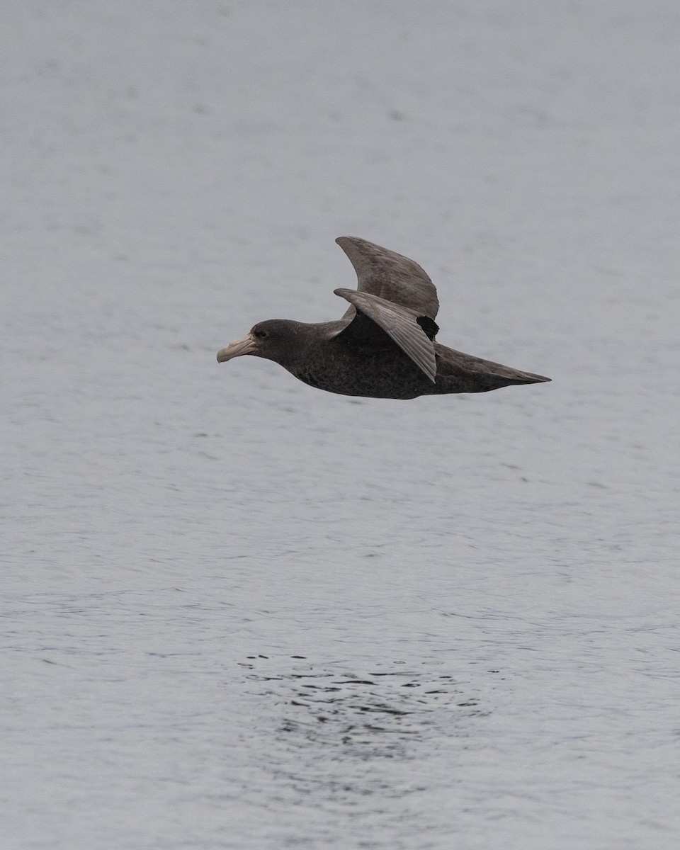 Southern Giant-Petrel - ML645441072