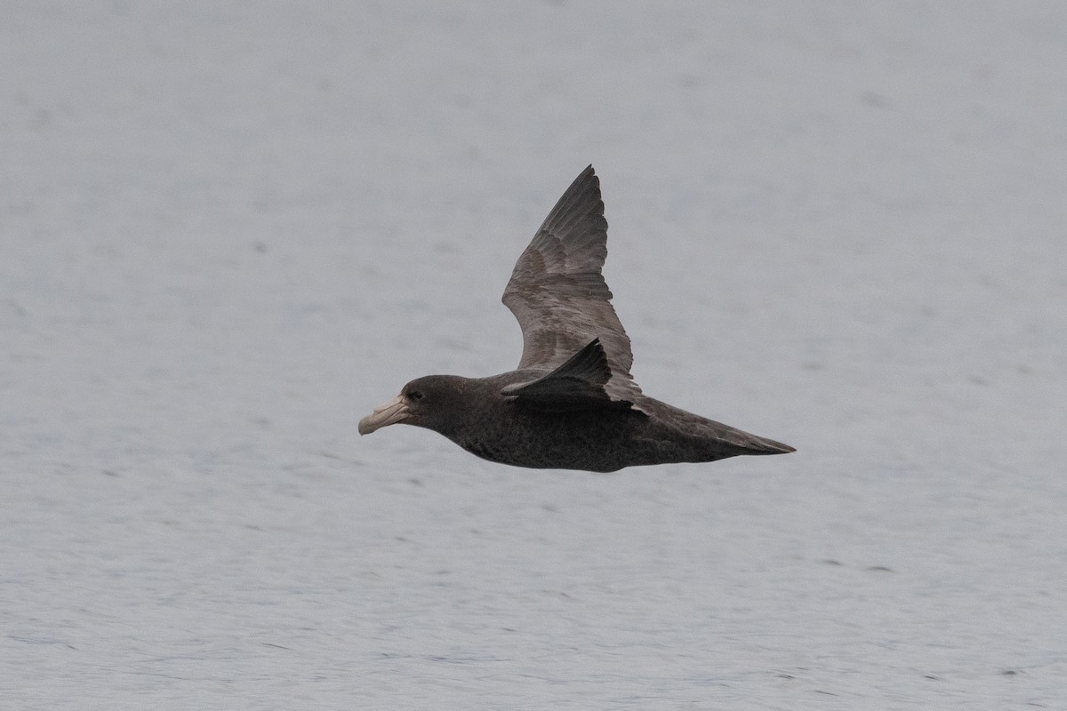 Southern Giant-Petrel - ML645441073