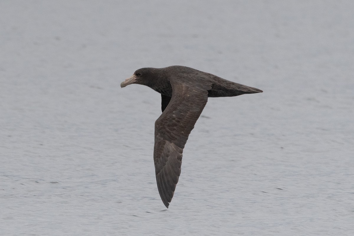 Southern Giant-Petrel - ML645441074