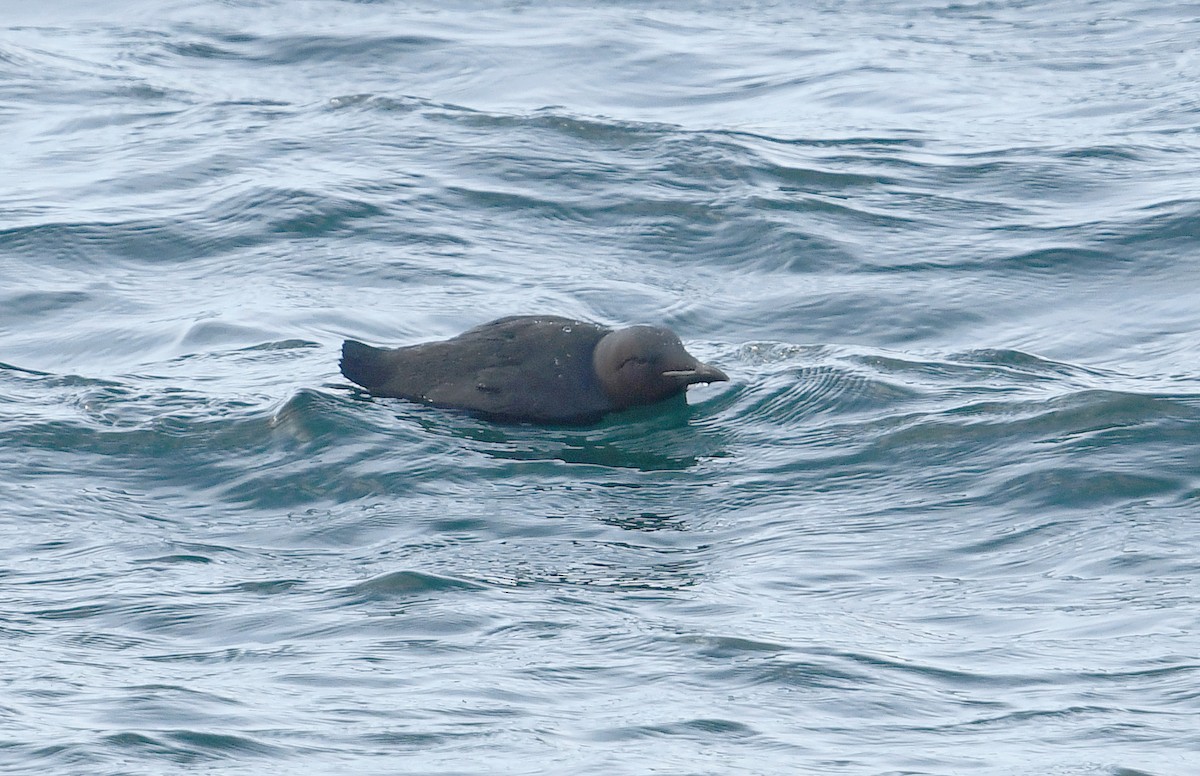 Толстоклювая кайра - ML645441088