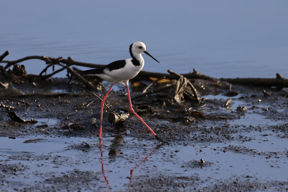 Pied Stilt - ML645441094