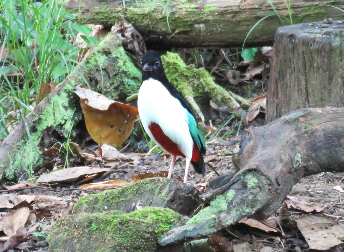 Ivory-breasted Pitta (Ivory-breasted) - ML645441095