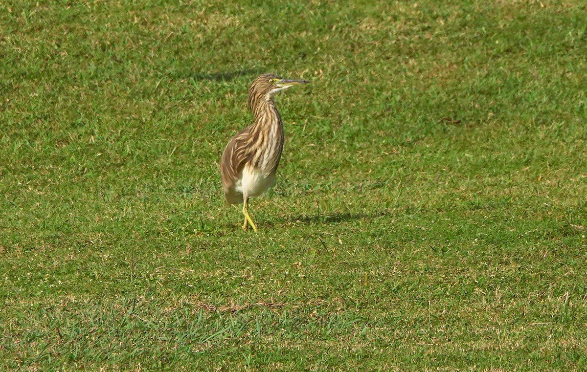 Indian Pond-Heron - ML645441097