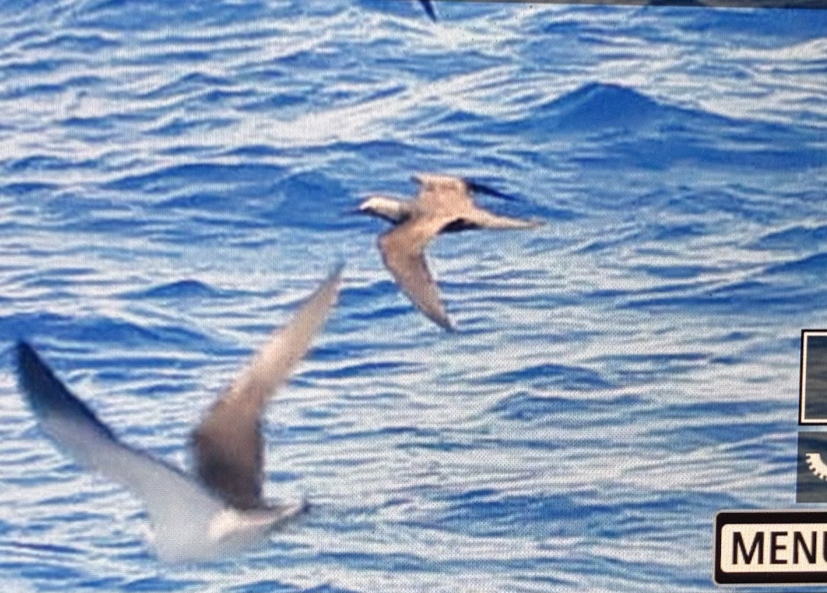 Brown Noddy - ML645441124