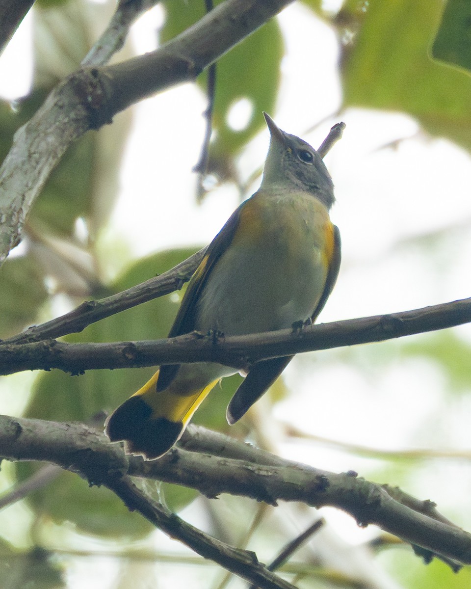 Горихвостковая древесница - ML645441126