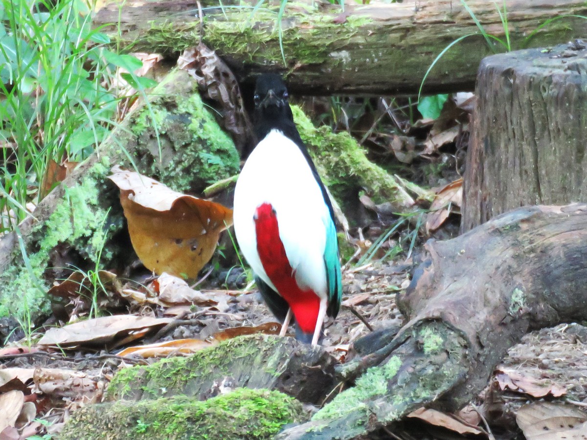 Ivory-breasted Pitta (Ivory-breasted) - ML645441129