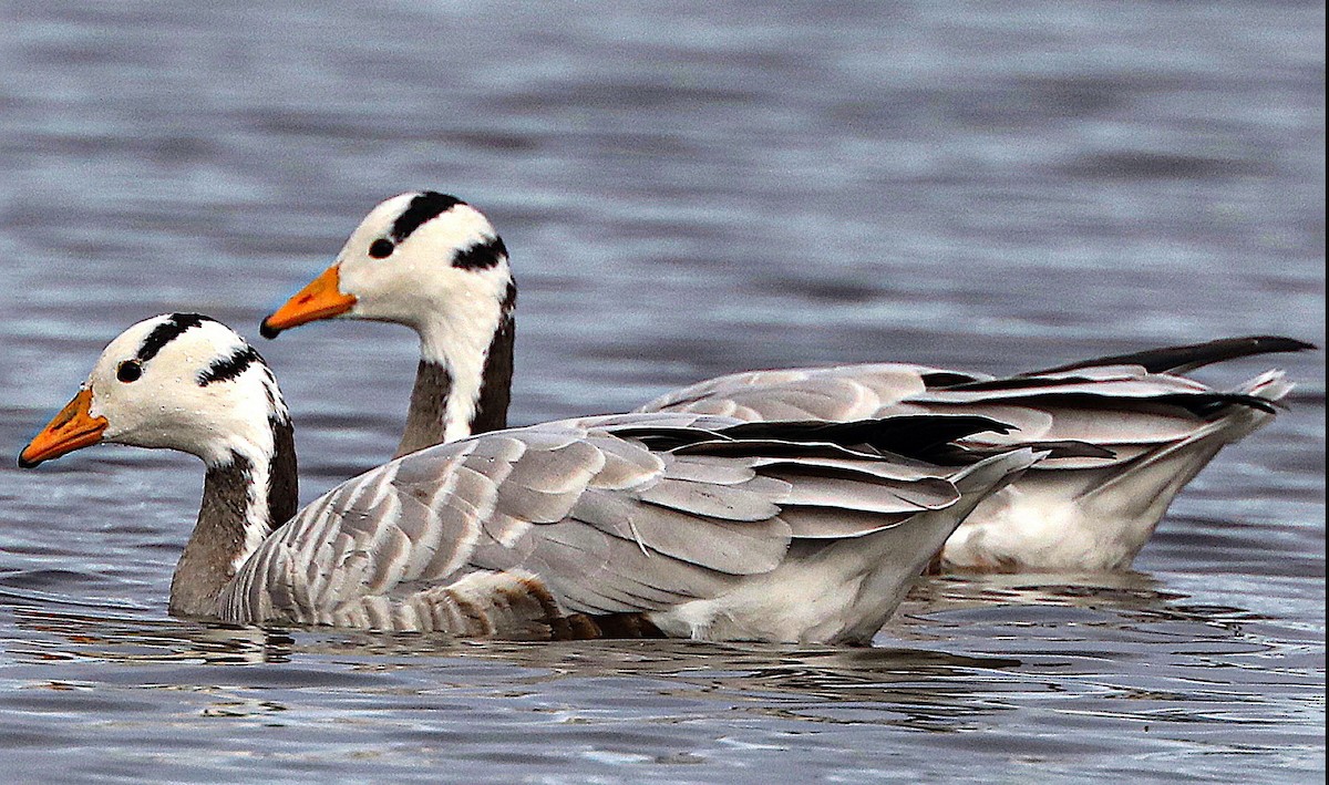 Oie à tête barrée - ML645441137