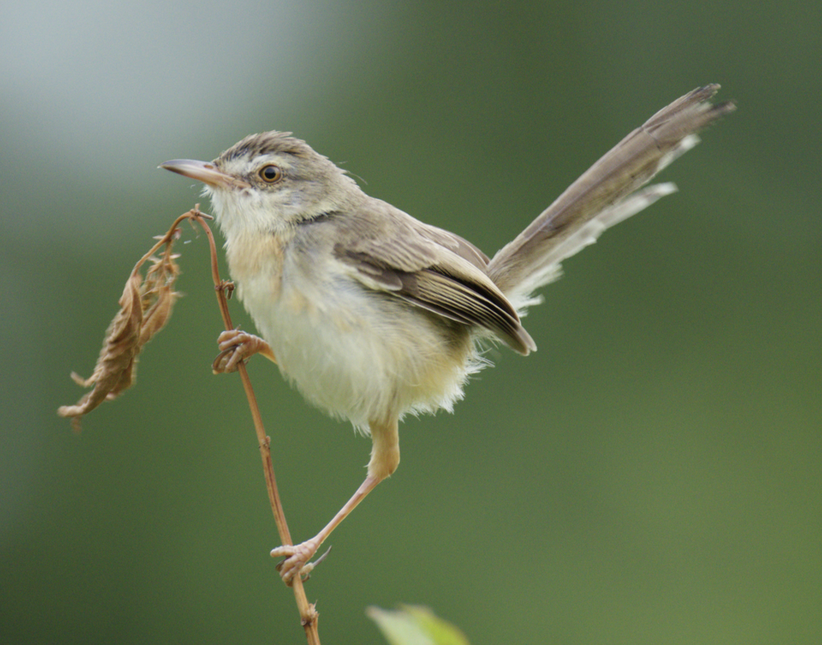 Schlichtprinie - ML645441149