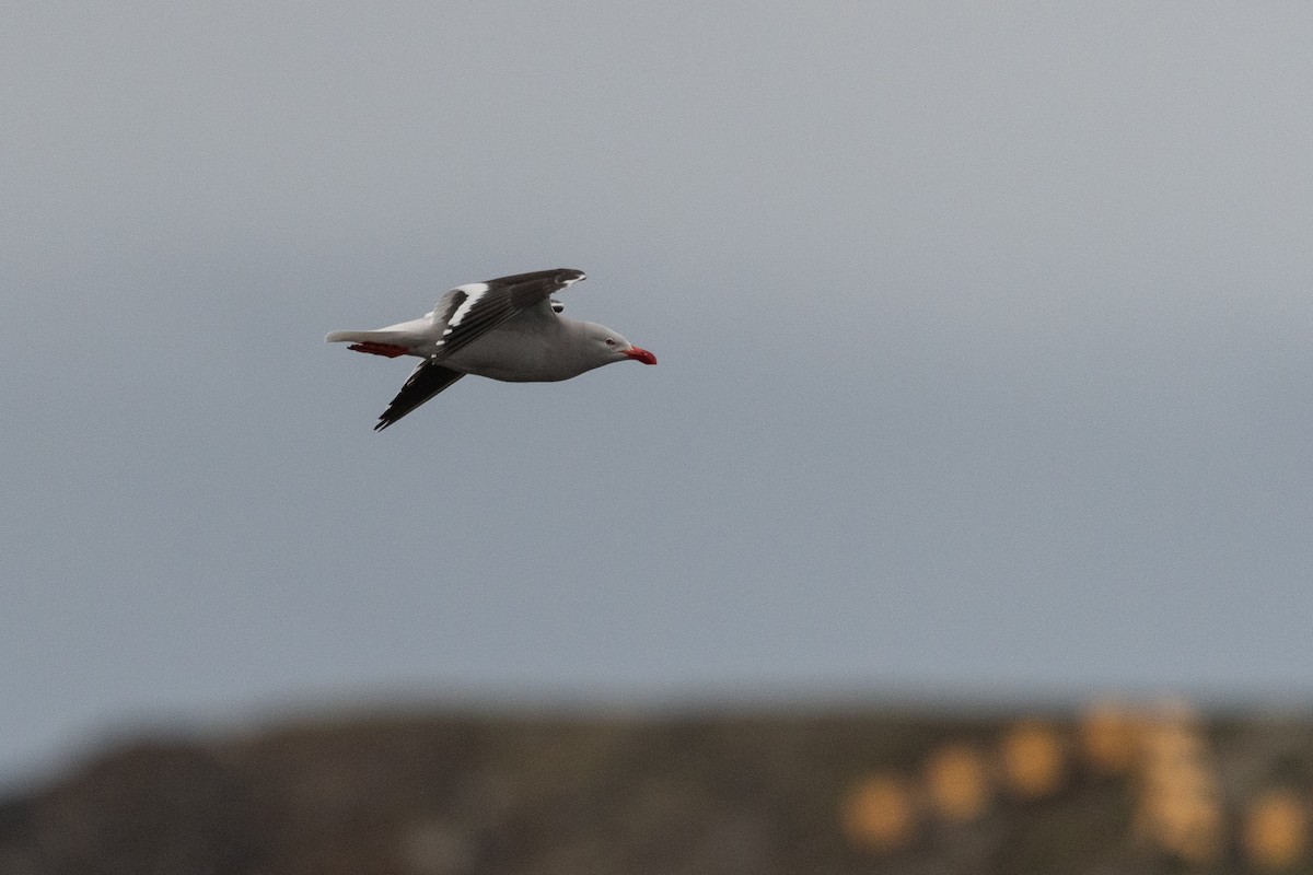 Blutschnabelmöwe - ML645441153