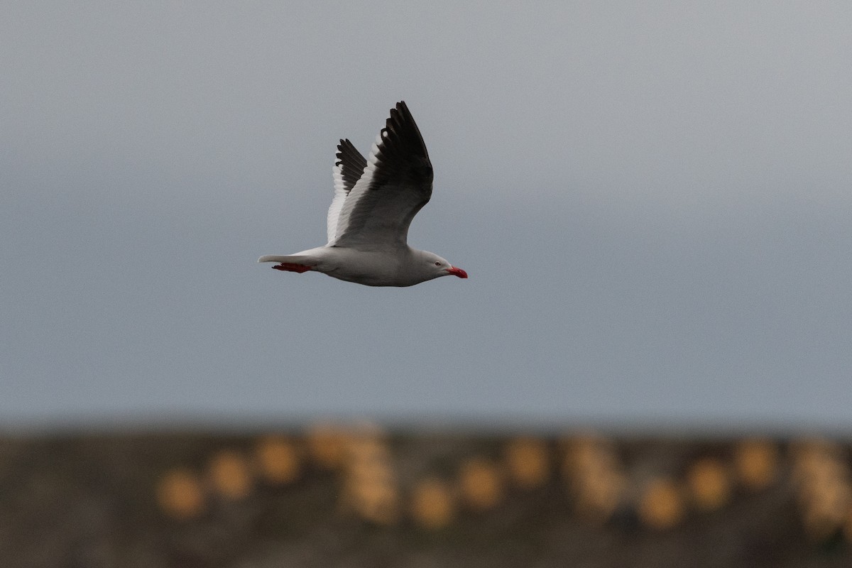 Blutschnabelmöwe - ML645441154