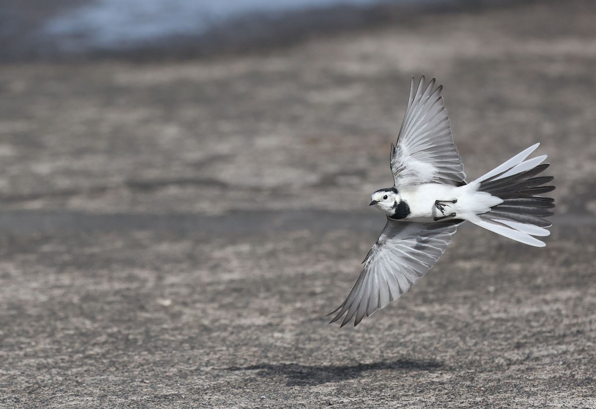 konipas bílý - ML645441155