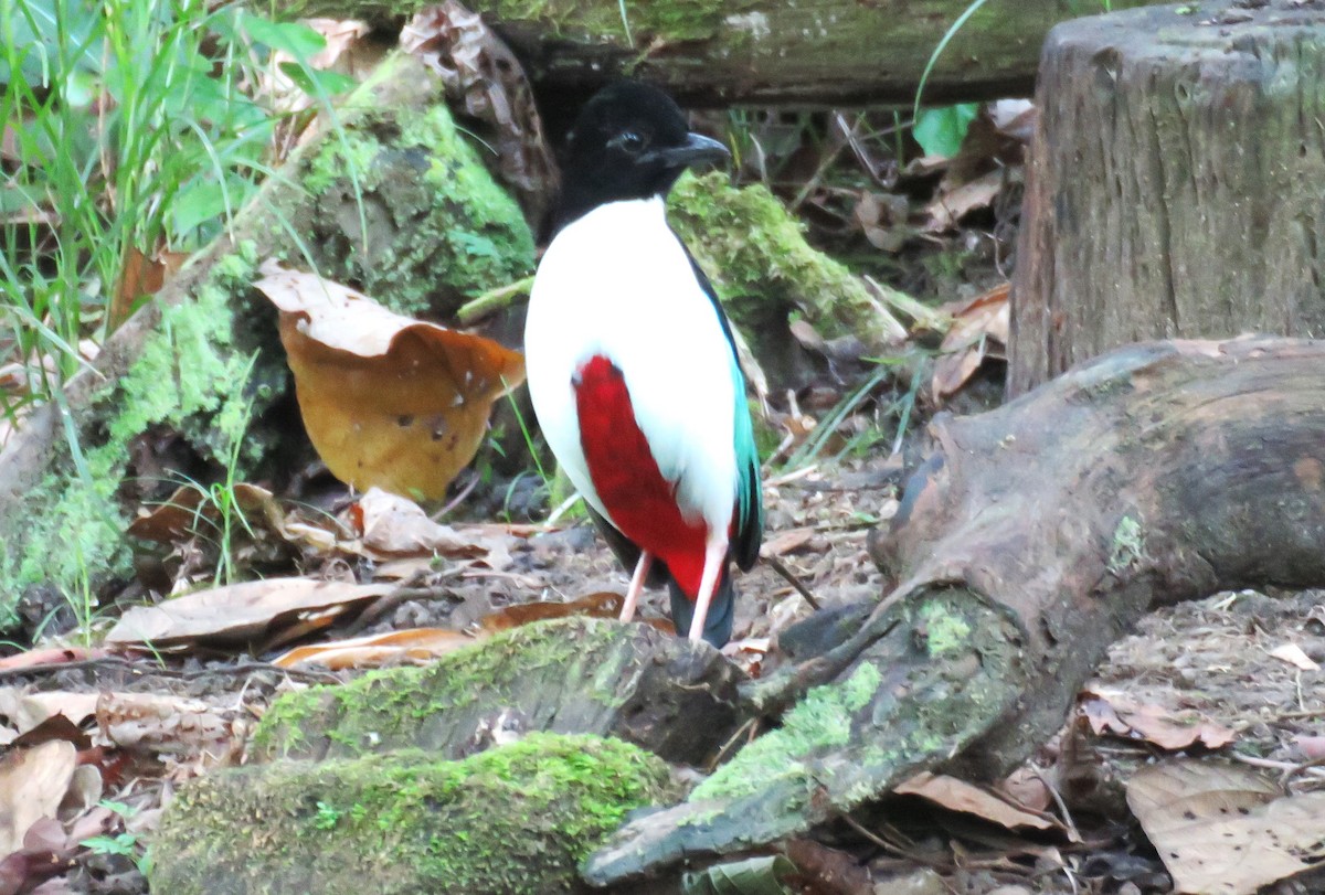 Weißbrustpitta (Halmahera-Weißbrustpitta) - ML645441156