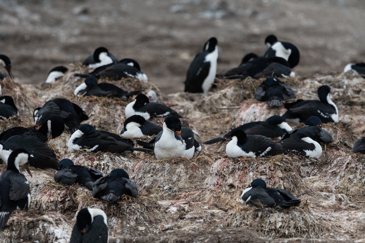 Kaiserscharbe - ML645441157