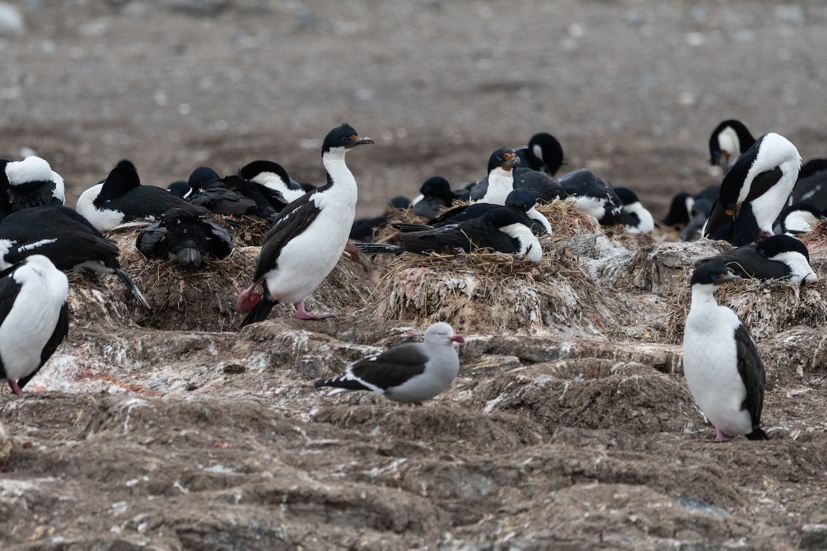 Kaiserscharbe - ML645441158