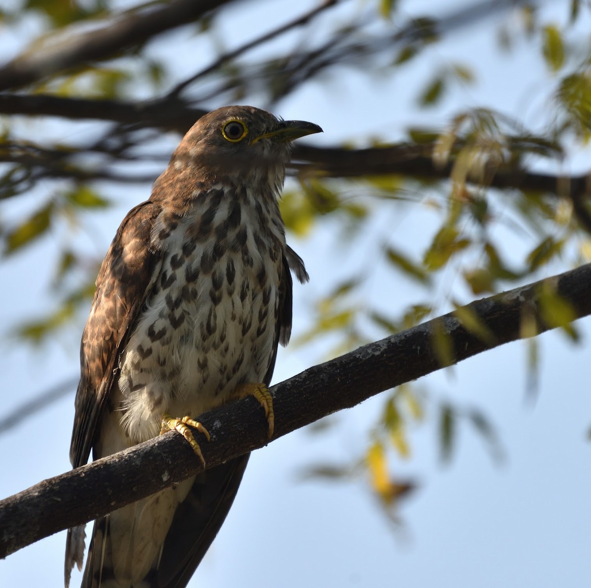 Wechselkuckuck - ML645441159