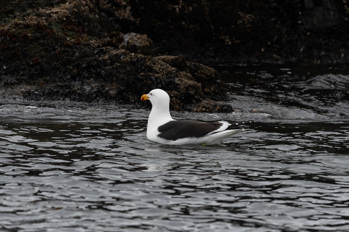 Dominikanermöwe - ML645441160