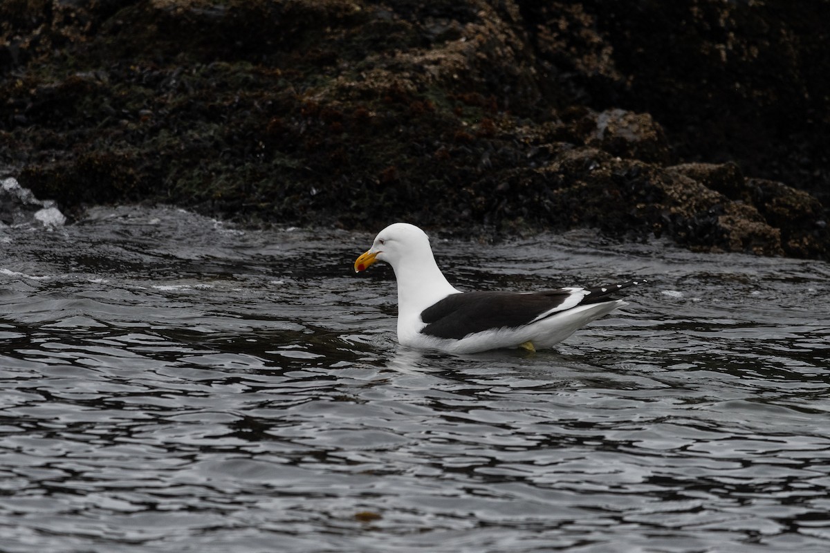 Dominikanermöwe - ML645441161