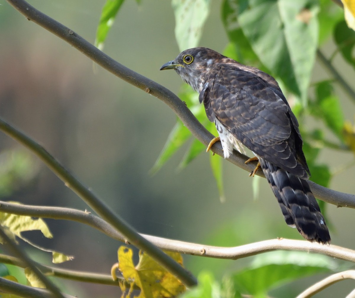 Wechselkuckuck - ML645441162