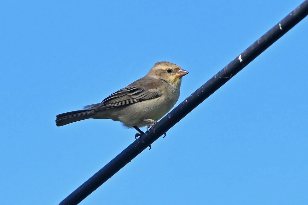 Gelbbauchsperling - ML645441163