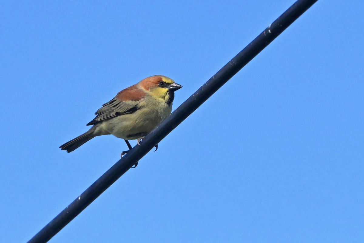 Gelbbauchsperling - ML645441164