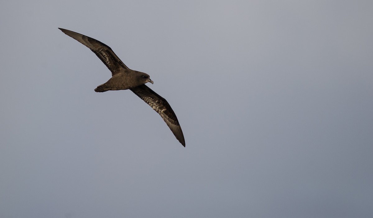 Langflügel-Sturmvogel - ML645441165