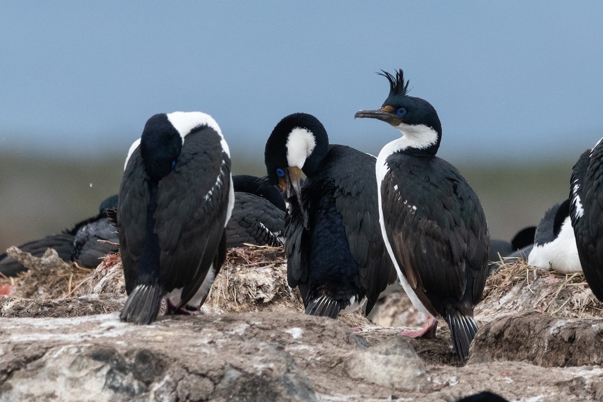 Kaiserscharbe - ML645441166