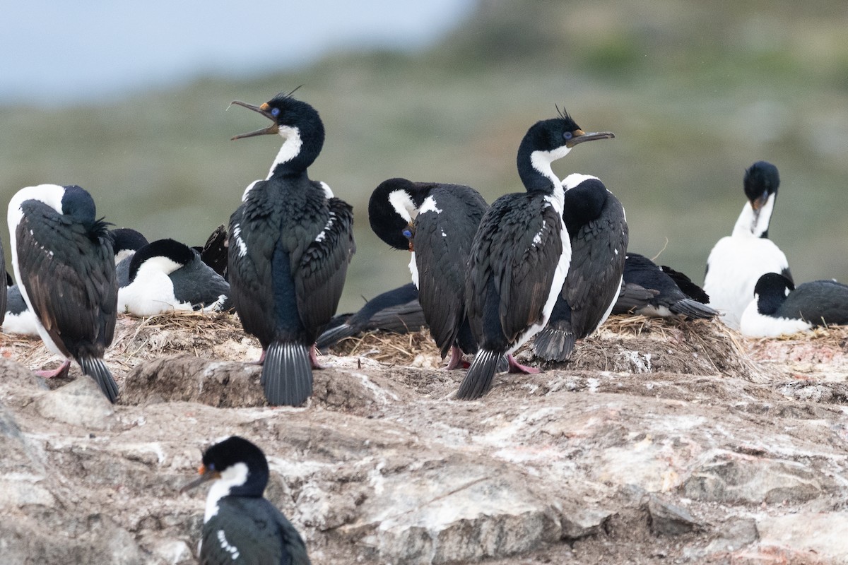 Kaiserscharbe - ML645441167