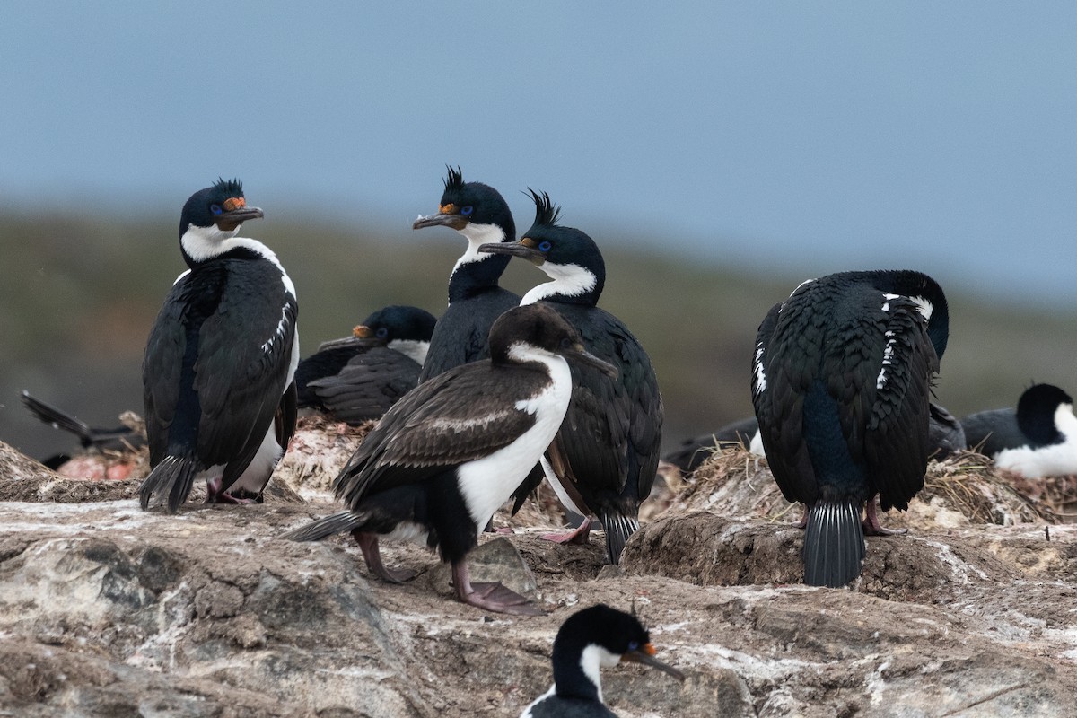 Kaiserscharbe - ML645441168