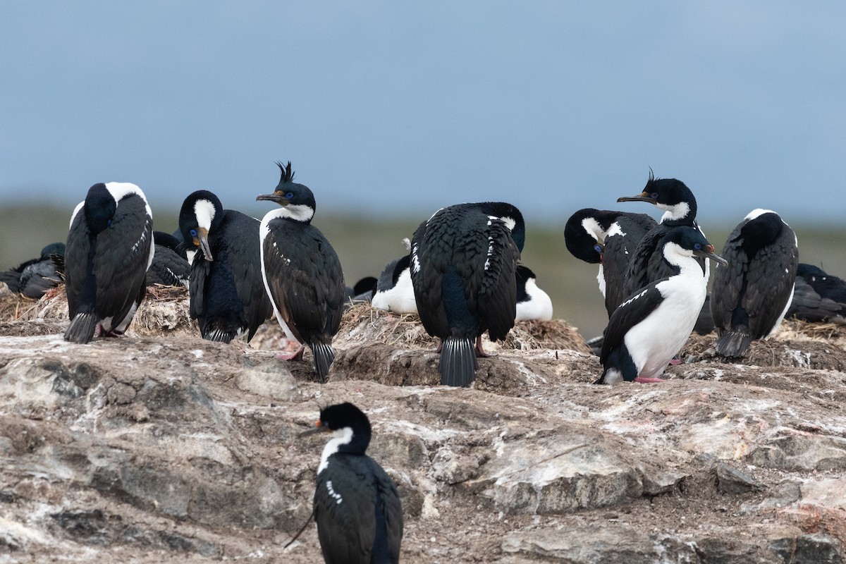 Kaiserscharbe - ML645441169