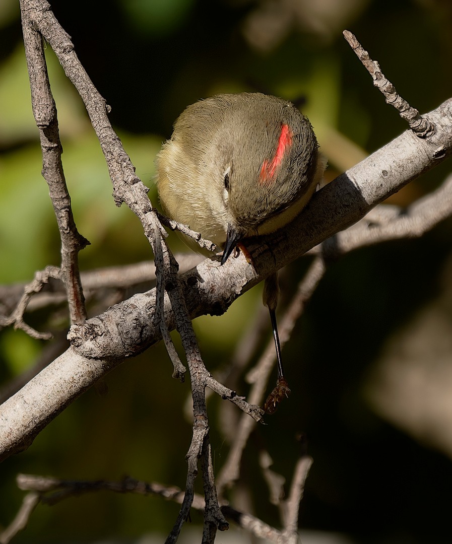 Rubingoldhähnchen - ML645441170