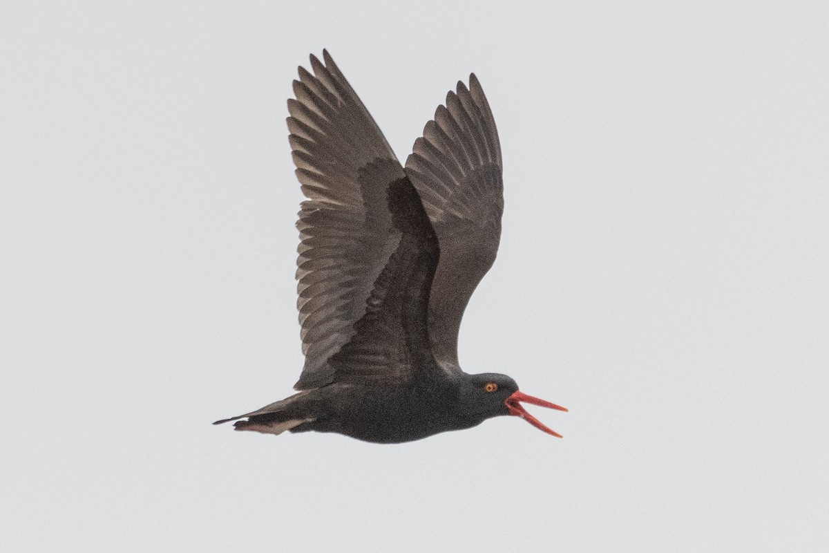 Chileausternfischer - ML645441172