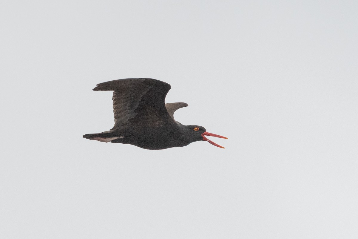 Chileausternfischer - ML645441173