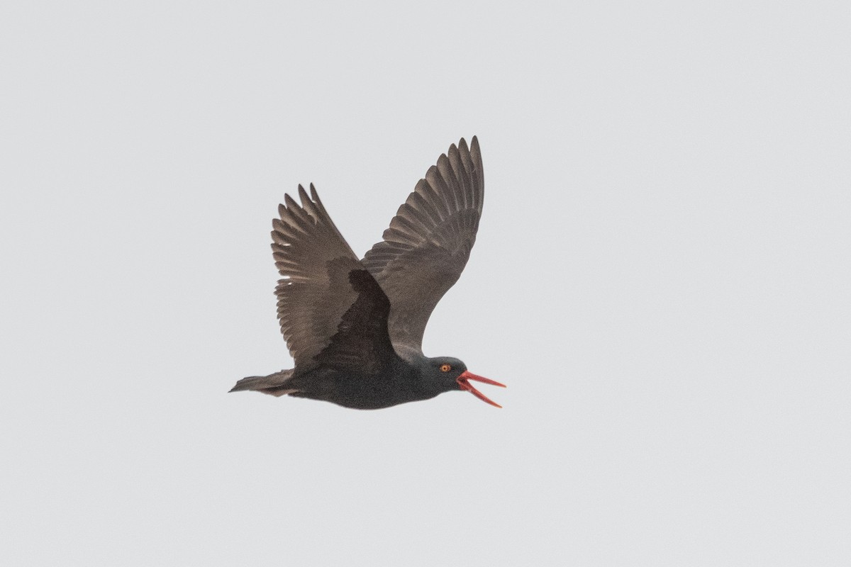 Chileausternfischer - ML645441176