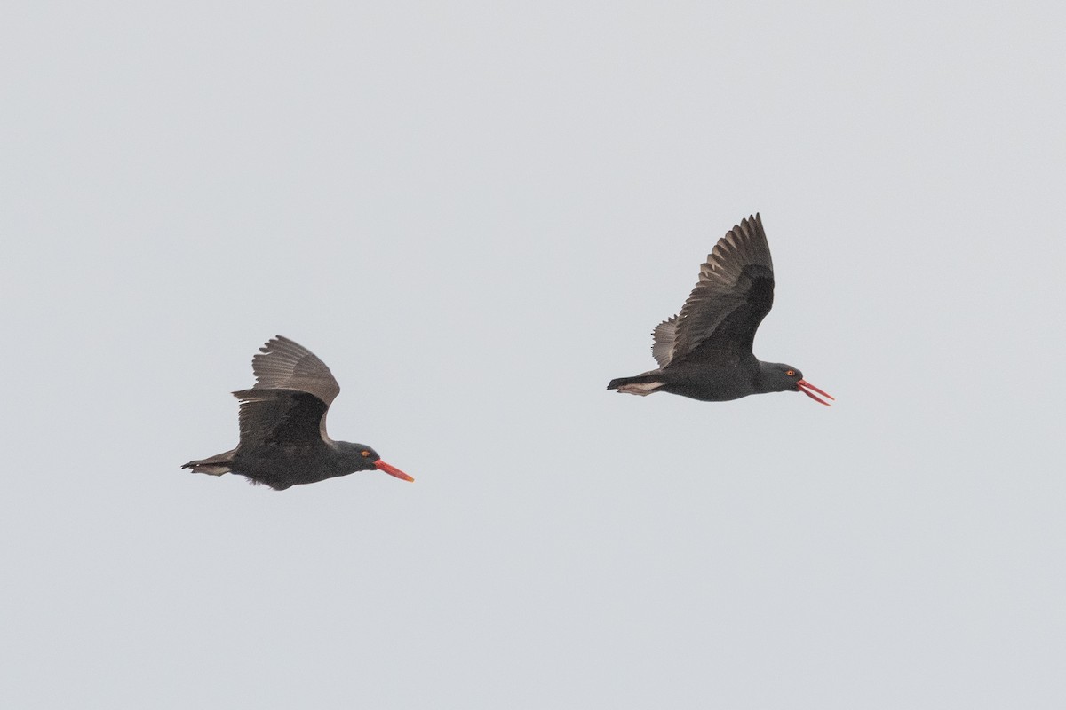 Chileausternfischer - ML645441177