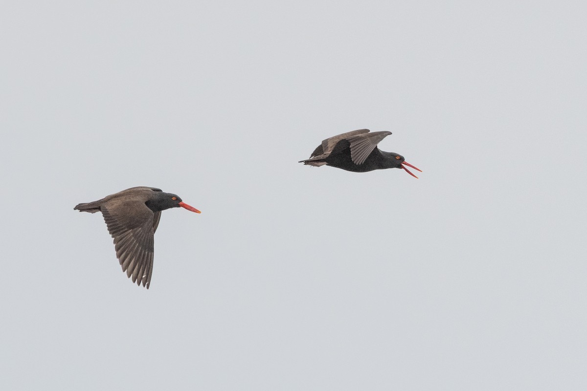 Chileausternfischer - ML645441178