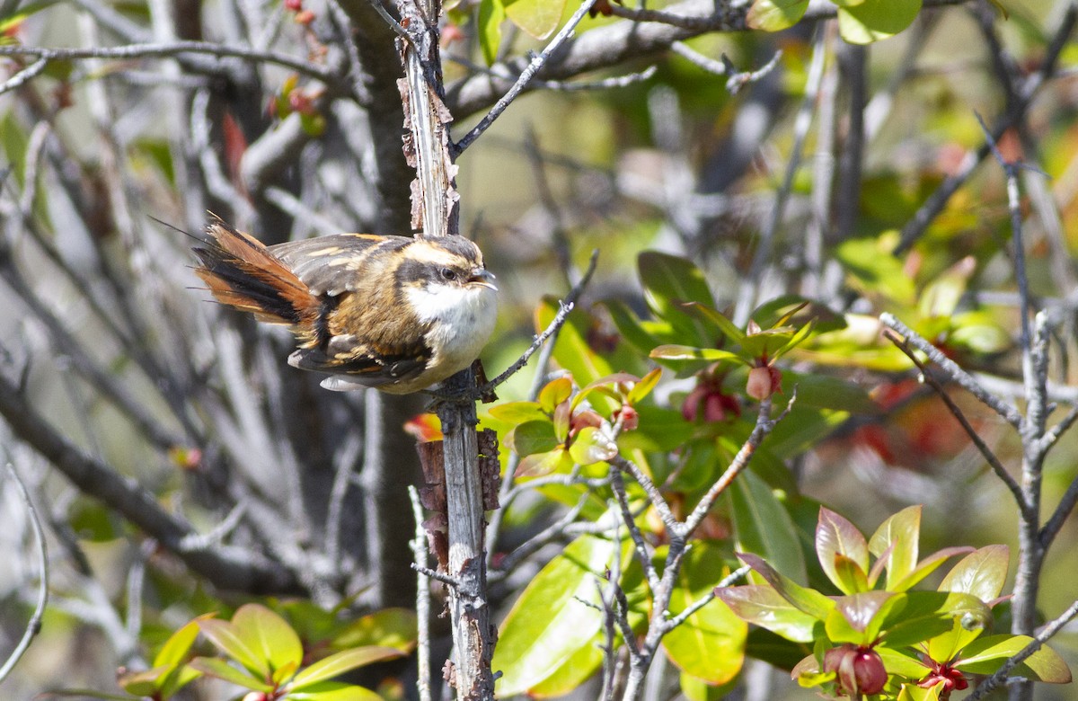 Stachelschwanzschlüpfer - ML645441179