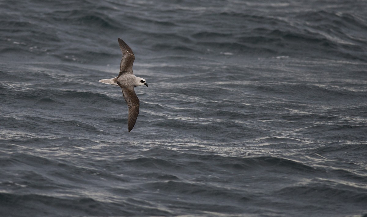 Weißkopf-Sturmvogel - ML645441180