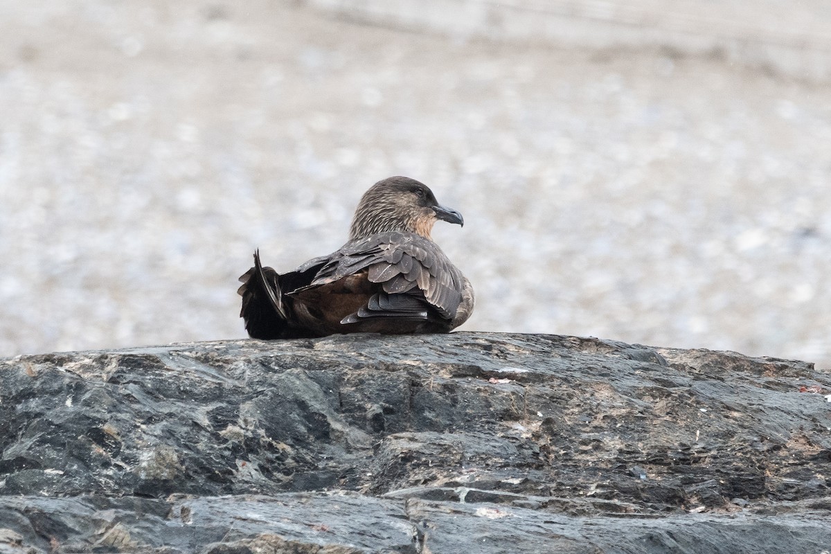 Chileskua - ML645441181