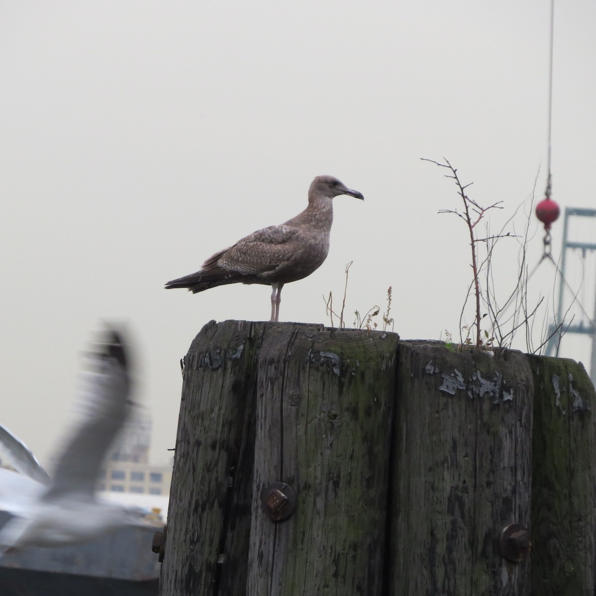 Kanadamöwe - ML645441185