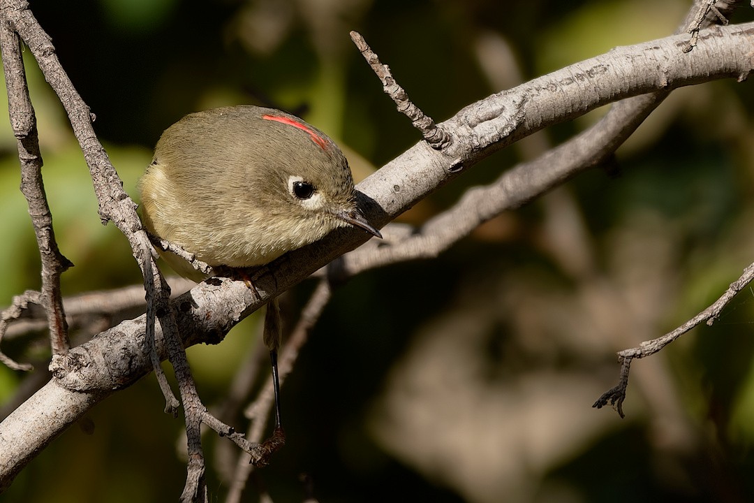 Rubingoldhähnchen - ML645441188