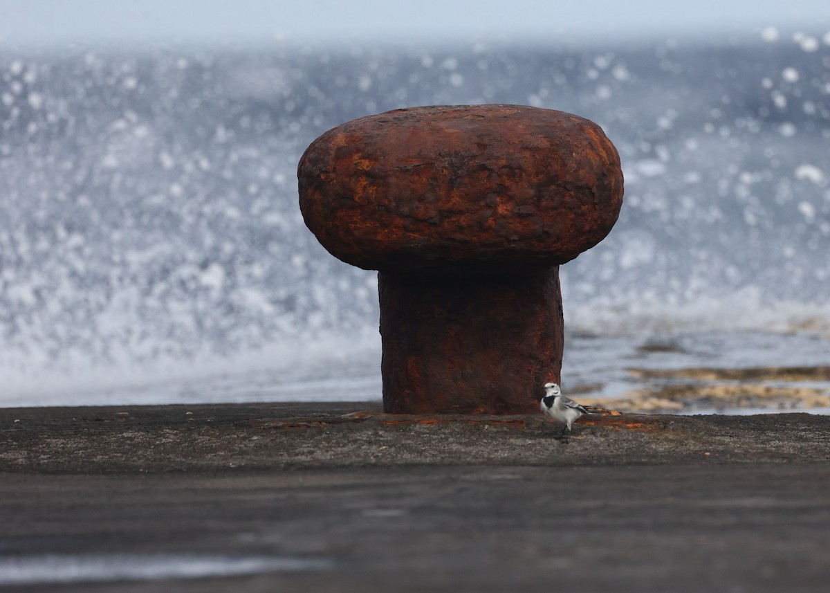 konipas bílý - ML645441190